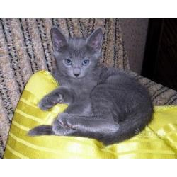 Gattino blu di Russia
